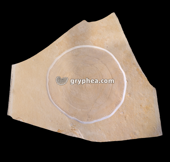 Méduse fossile (diamètre - 40 cm environ) - gryphea.org